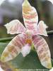 Phal. Frenchy's Plastic Yellow